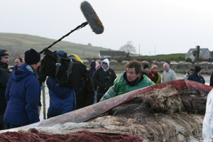 Channel 4 filming fin whale post-mortem for National Geographic © Pádraig Whooley, IWDG